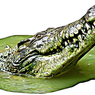 Nth.Queensland Designs Thumbnail